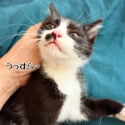 解明されない謎黄ばみ…