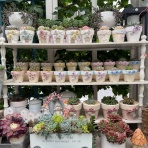 のばらのガーデニングブログ　Hana and Rose Garden+