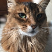 抱っこをしてほしくて順番待ちをする猫