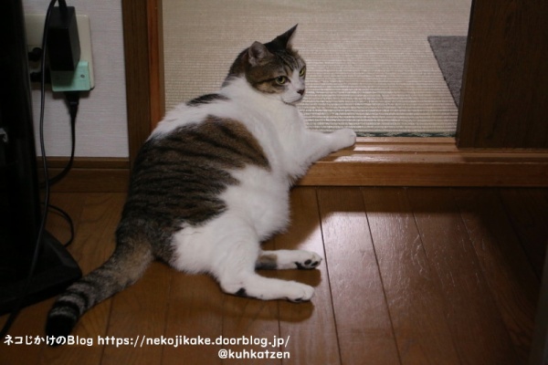 ネコじかけのＢｌｏｇ - 振り向く