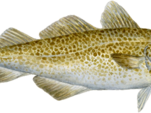 外国人「お前らが一番美味しいと思う魚を順に並べてみよう」