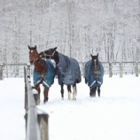 『セン馬の遊び』の画像