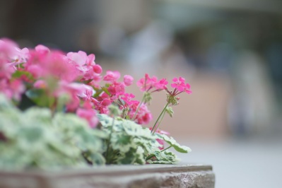 EBC FUJINON.T 135mm f2.5(M42) : 会計士によるバリューアップ