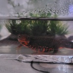 迷カエルコハウス🐸