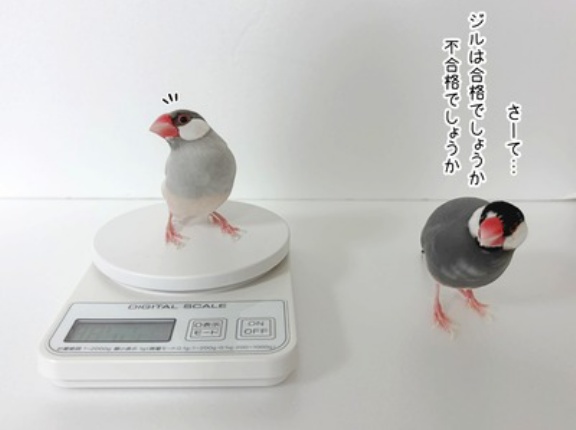 ぼくの体重、当ててみなよ