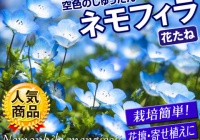 タマネギ苗の栽培 もう少しで定植時期です 関西最大級の園芸会社 国華園 畑から台所まで