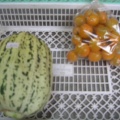 「イエローミミ」「縞瓜」の収穫最盛期です。新鮮、安心な品を直売で