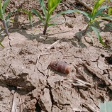 『地雷、不発弾の回収』の画像