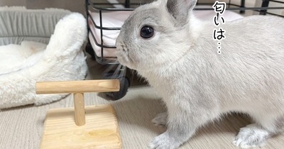 うさぎのルリ(10/9追記)