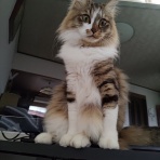 ねこだいすき