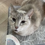 ねこ屋敷の住猫達