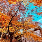 紀子の部屋・New