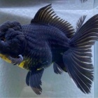 『金魚•メダカ入舎情報！！』の画像