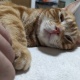 猫、かわいい…