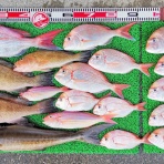 竹村貸舟店【高知県 浦ノ内湾～宇佐～須崎市横浪半島沖の船釣り】釣果情報 & ブログ