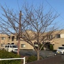 『開花宣言♪』