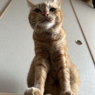 9年ぶりの日本に戸惑う人間と、チャリティーTシャツ＆ポロシャツ販売のお知らせ