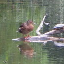 21世紀の森と広場でオオタカ成鳥と幼鳥のバトルを目撃