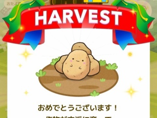カウシェ🥔じゃがいも収穫しました〜🎶