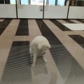 秋田犬の里ふたたび(2026.7)