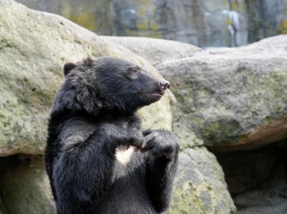 実は北海道のヒグマより本州のツキノワグマの方が被害が遥かに凄い件