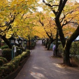 『安行紅葉巡り　－密蔵院・自然の森・峯ヶ岡八幡宮・宝厳院慈林薬師－』の画像