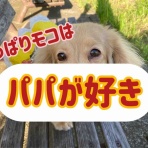 メルロコ一家の横須賀ストーリー