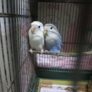 またインコ増えるかな？