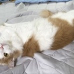猫だらけ