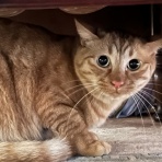 毛玉きょうだい