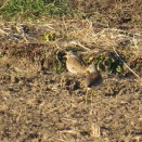 野田市清水公園と座生、流山市との境界のケリ観察記