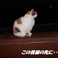 猫に小判を与えたら。 埋蔵金:千九百弐拾両 なにしぃ~戻るぅ?