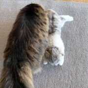 【猫写真】リアル猫ぬいぐるみと対面したマロちゃん