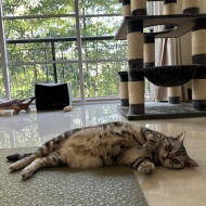 ぱずたん、心臓の専門医で心臓エコーを受ける。