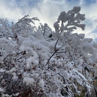 雪を愛でていたら