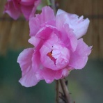 俳句の集い！望生の俳句