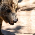 OSO18っていうヒグマいたやん？　あいつが生まれた理由がヤバい
