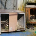 高岡古城公園動物園のペンギンは巣作り中