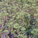 昼というより夜