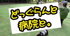 がんばれモコ。