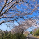 花想い（花日記）