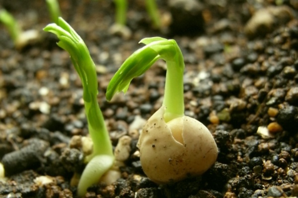 春まきエンドウを育てよう Kochan S ベランダ菜園blog マンションガーデニング 家庭菜園 仙台グルメ キャンペーン情報等