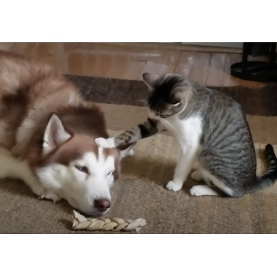 チワワがおやつを守るため何倍も大きな犬に立ち向かうも現実は厳しかった ハトポ