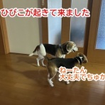 ガオだらけな日々　