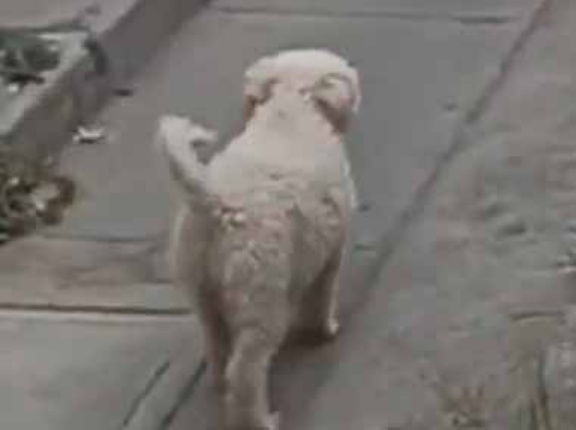 少年がボールで遊んでいた。いつでもこい！ → 天才キーパーはこちらです…