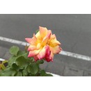 花が咲いてきた、牡丹も