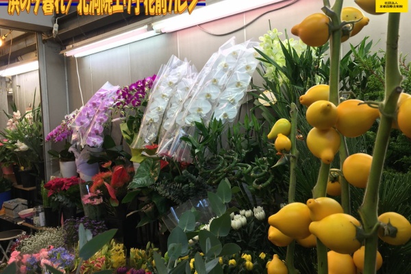 京この頃 北洞院エリ子花前カレン 浜の花屋