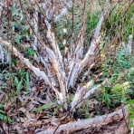 ふらっと　つれづれ帳（旧　ふらっと山へ）