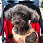 サクラの新しい散歩スタイル