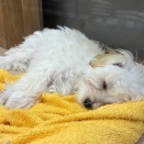 すやすやマルプー